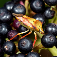 Carpocoris mediterraneus atlanticus