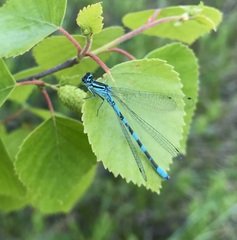 Coenagrion hastulatum