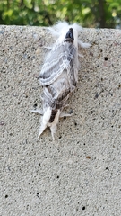 Tolype velleda