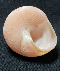 Calliostoma euglyptum