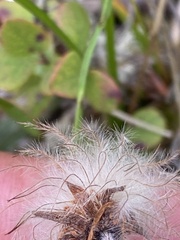 Dryas integrifolia sylvatica