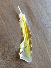 Colaptes auratus luteus