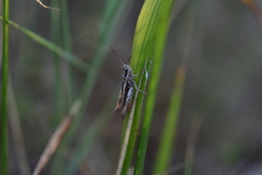 Acrididae