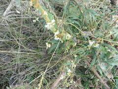 Cuscuta campestris