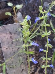 Salvia subincisa