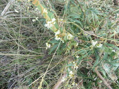 Cuscuta campestris