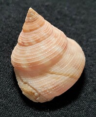 Calliostoma euglyptum