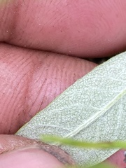 Dryas integrifolia sylvatica