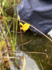 Utricularia cornuta