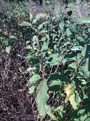 Spiraea chamaedryfolia