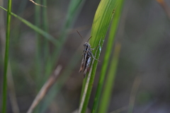 Acrididae