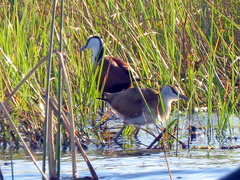Actophilornis africanus