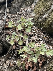 Heuchera