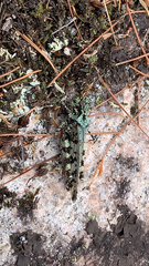 Spharagemon marmorata