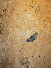 Iridopsis defectaria