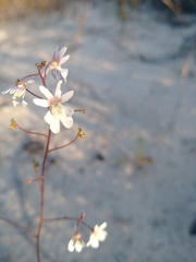 Nemesia bicornis