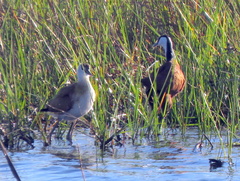 Actophilornis africanus