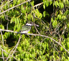Chloroceryle amazona