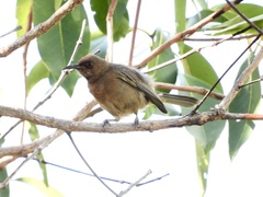 Myzomela obscura