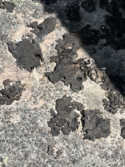Umbilicaria