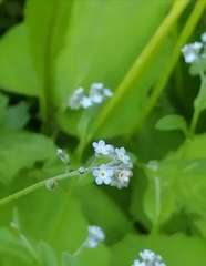 Myosotis arvensis
