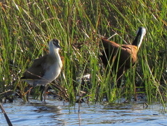 Actophilornis africanus