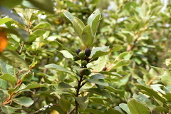 Laurus novocanariensis
