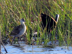 Actophilornis africanus