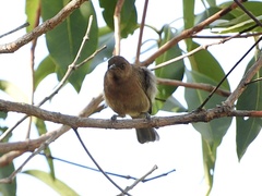 Myzomela obscura