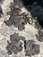 Umbilicaria