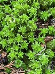 Sphagnum rubellum