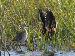Actophilornis africanus