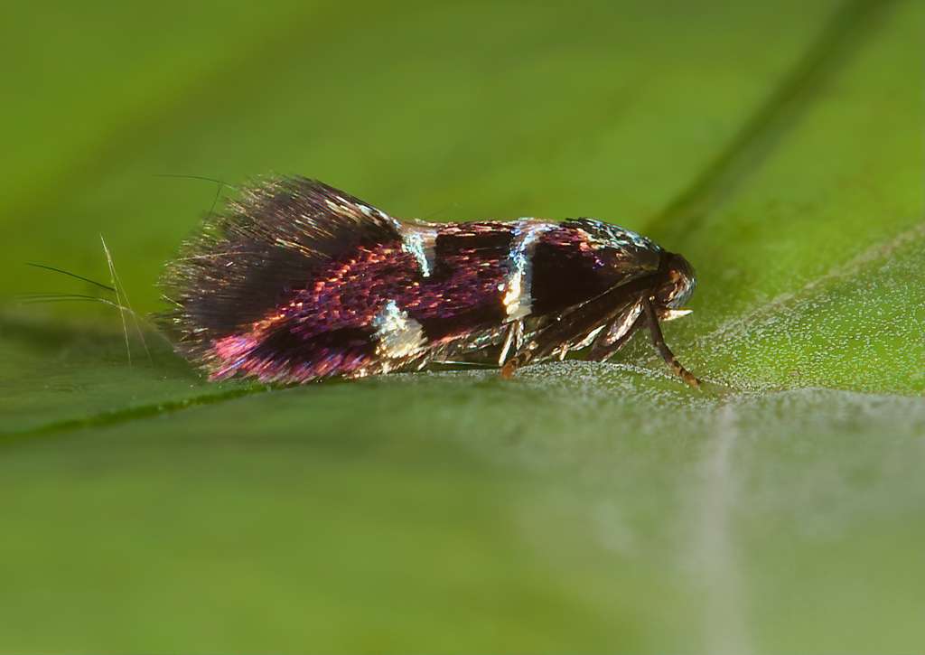 Antispila freemani