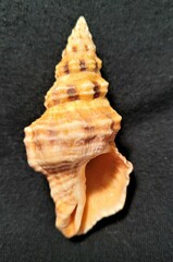 Hemipolygona mcgintyi