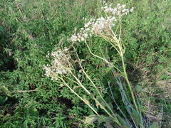 Senecio doria