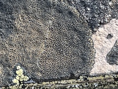 Lecanoromycetes