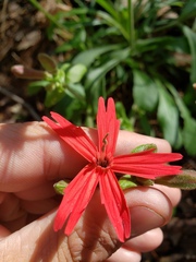 Silene virginica