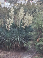Yucca gloriosa