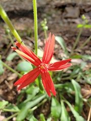 Silene virginica