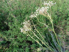 Senecio doria