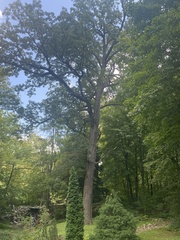 Quercus bicolor