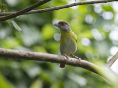 Cyclarhis gujanensis