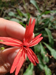 Silene virginica