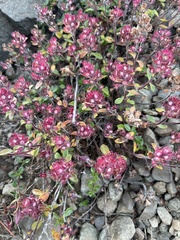 Thymus praecox britannicus