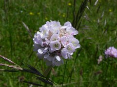 Armeria nebrodensis