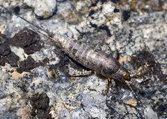 Archaeognatha