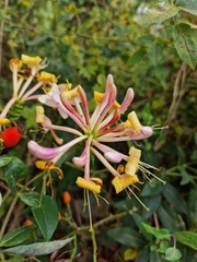 Lonicera periclymenum