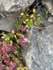 Thymus praecox britannicus