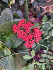 Kalanchoe crenata