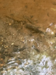Tetragnatha extensa